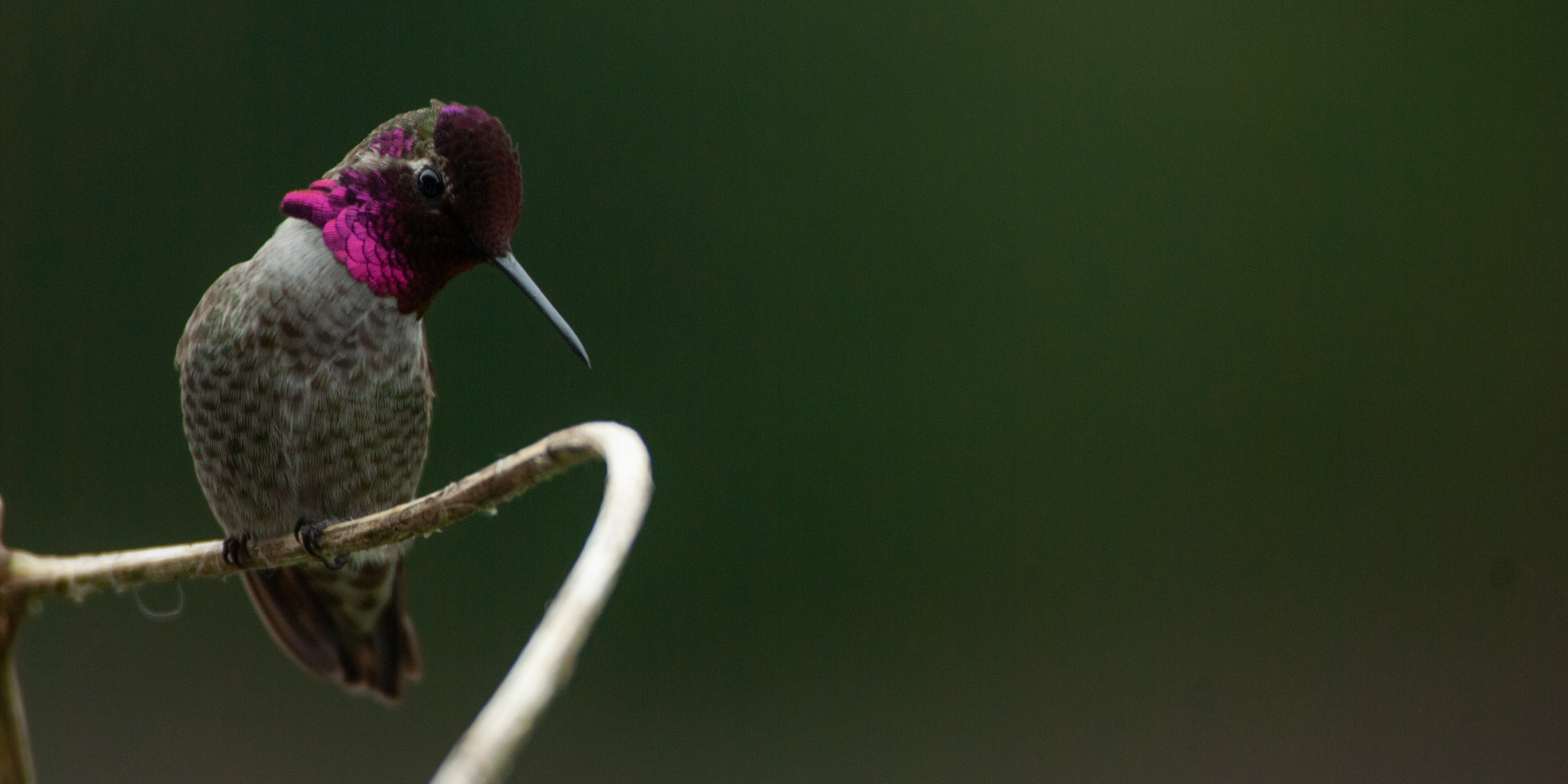 Hummingbird Hummer About the hummers – Snowbirds