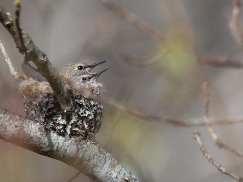 Hummingbird range expansion: Successful&nbsp;nesting