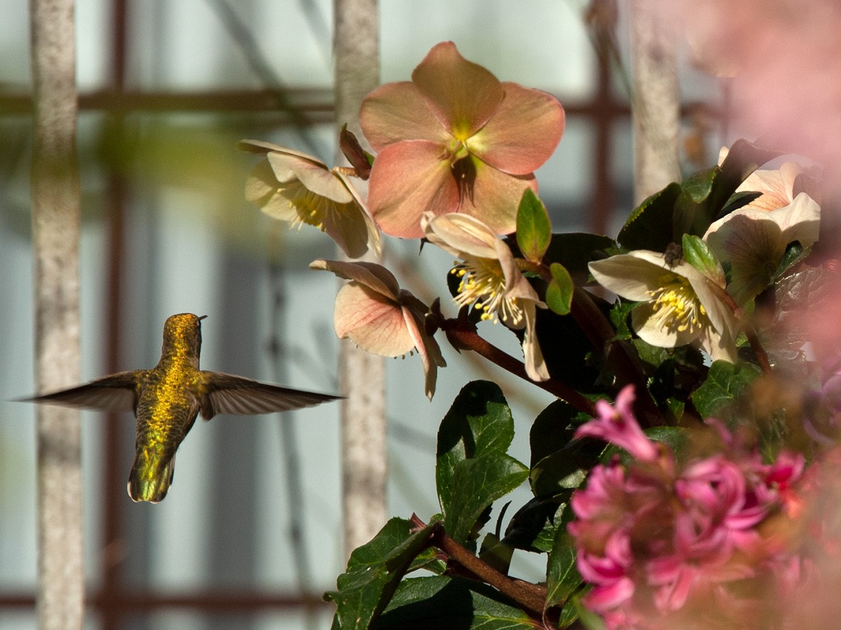 Why are Anna’s hummingbirds moving north to&nbsp;Canada?